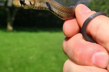 Schlangen kaufen und verkaufen Foto: Drymarchon m. melanurus..