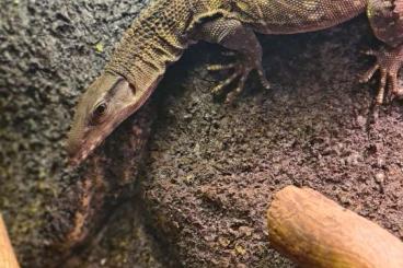 Warane kaufen und verkaufen Foto: Roughneck monitor (Varanus Rudicollis)