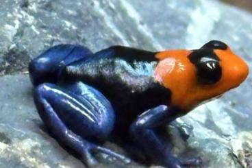 Poison dart frogs kaufen und verkaufen Photo: Ranitomeya benedicta Pampa Hermosa