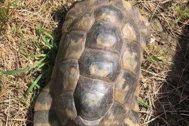 Landschildkröten kaufen und verkaufen Foto: Biete 1.2.0 Testudo marginata