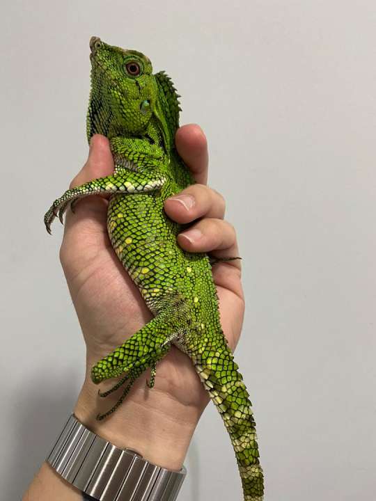 Doria’s Anglehead Lizard (Gonocephalus Doriae) - Kuala Lumpur