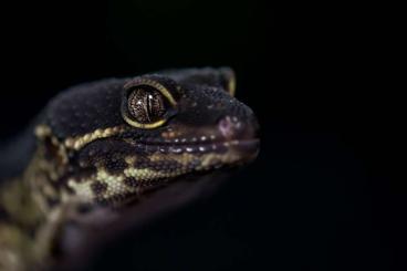 Lizards kaufen und verkaufen Photo: Leopard gecko Black night CB 2021