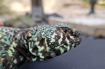 Lizards kaufen und verkaufen Photo: Uromastyx ornata ornata CB 2020