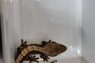 Geckos kaufen und verkaufen Photo: 2.0 Correlophus ciliatus NZ18