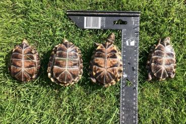 Landschildkröten kaufen und verkaufen Foto: Terrapene carolina carolina