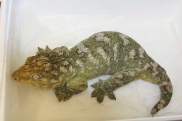 Geckos kaufen und verkaufen Photo: To Hamm or ✈️ - R.leachianus 