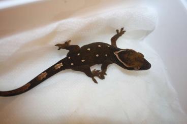 Geckos kaufen und verkaufen Foto: Geckos for Hamm or worldwide 