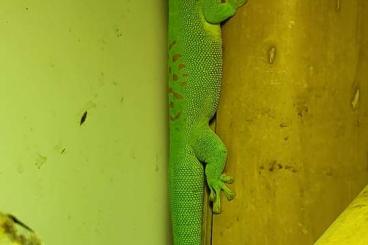 Geckos kaufen und verkaufen Foto: Phelsuma Grandis Männchen