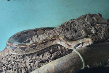 Boas kaufen und verkaufen Foto: Boa constrictor imperator