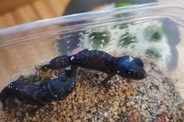 Geckos kaufen und verkaufen Foto: Australische Geckos für Hannover