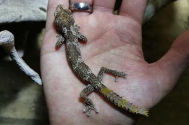 Geckos kaufen und verkaufen Foto: Nephrurus & Strophurus für Hamm