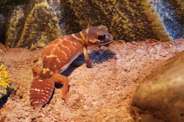 Geckos kaufen und verkaufen Foto: Strophurus & Nephrurus für Hamm 