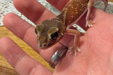 Echsen kaufen und verkaufen Foto: Strophurus williamsi, Nephrurus levis levis Echsen kaufen und verkaufen Foto: Strophurus williamsi, Nephrurus levis levis