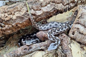 Venomous snakes kaufen und verkaufen Photo: Vipera latastei gaditana NZ24