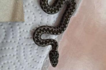Venomous snakes kaufen und verkaufen Photo: Tausche Vipera aspis zinnikeri Venomous snakes kaufen und verkaufen Photo: Tausche Vipera aspis zinnikeri
