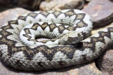 Venomous snakes kaufen und verkaufen Photo: Suche Vipera ammodytes "ruffoi" Venomous snakes kaufen und verkaufen Photo: Suche Vipera ammodytes "ruffoi"