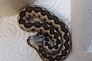 Giftschlangen kaufen und verkaufen Foto: Vipera latastei gaditana ENZ24 Giftschlangen kaufen und verkaufen Foto: Vipera latastei gaditana ENZ24