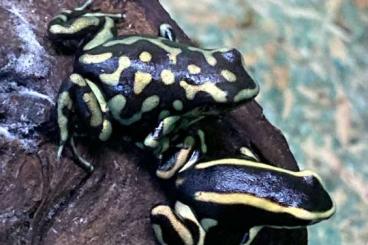 Poison dart frogs kaufen und verkaufen Photo: CB 2024 frogs available for Prague 19.10.