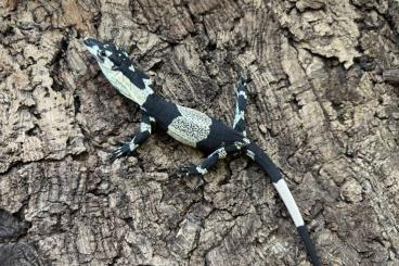 Monitor lizards kaufen und verkaufen Photo: Varanus varius holdbacks cb24 