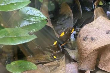 Poison dart frogs kaufen und verkaufen Photo: Oophaga histrionica bullseye