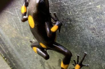 frogs kaufen und verkaufen Photo: Oophaga histrionica bullseye