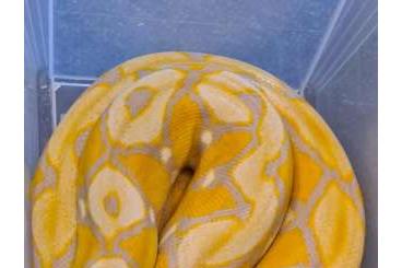 Pythons kaufen und verkaufen Foto: Retic Sunfire Lavender Albino female