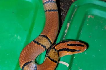 Snakes kaufen und verkaufen Photo: Bamusnattern Oreocryptophis porphyraceus 