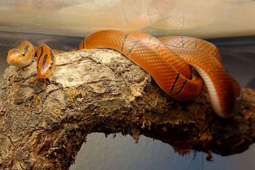 Colubrids kaufen und verkaufen Photo: 1.1 Bambusnattern (Oreocryptophis porphyraceus pulcher) Colubrids kaufen und verkaufen Photo: 1.1 Bambusnattern (Oreocryptophis porphyraceus pulcher)