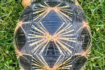 Turtles and Tortoises kaufen und verkaufen Photo: Astrochelys radiata NZ2019 / 2020