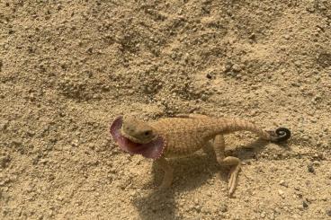 Echsen  kaufen und verkaufen Foto: Philodryas Pituophis Boiga Hamm Houten