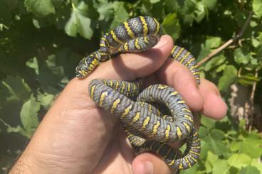 Schlangen kaufen und verkaufen Foto: Philodryas Pituophis Boiga Hamm Houten