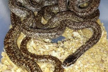 Snakes kaufen und verkaufen Photo: PHILODRYAS BOIGA PHYLLOMEDUSA ANOLIS DRYMARCHON 