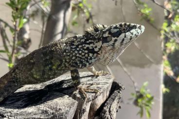 Snakes kaufen und verkaufen Photo: PHILODRYAS BOIGA PHYLLOMEDUSA ANOLIS DRYMARCHON 