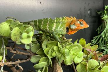 Echsen  kaufen und verkaufen Foto: ANOLIS HAMM HOUTEN STENOCERCUS