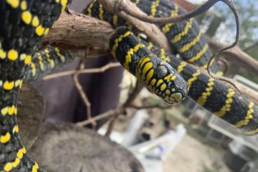 Schlangen kaufen und verkaufen Foto: VERONA HOUTEN PHILODRYAS DIONE DINODON BOIGA Schlangen kaufen und verkaufen Foto: VERONA HOUTEN PHILODRYAS DIONE DINODON BOIGA