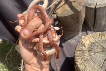 Nattern ungiftige kaufen und verkaufen Foto: Elaphe dione / Dinodon / Lycodon Verona Houten Nattern ungiftige kaufen und verkaufen Foto: Elaphe dione / Dinodon / Lycodon Verona Houten