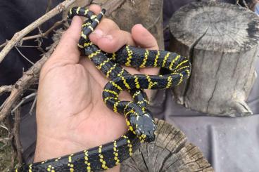 Nattern ungiftige kaufen und verkaufen Foto: Oreocryptophis / Euprepiophis / Thamnophis Verona Houten Nattern ungiftige kaufen und verkaufen Foto: Oreocryptophis / Euprepiophis / Thamnophis Verona Houten
