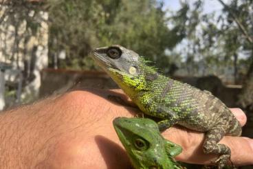 Lizards kaufen und verkaufen Photo: France Belgium Germany Switzerland Lizards kaufen und verkaufen Photo: France Belgium Germany Switzerland