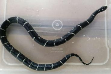 Nattern ungiftige  kaufen und verkaufen Foto: 1,0 Lampropeltis getula Greenville County 