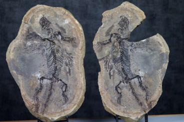 Echsen  kaufen und verkaufen Foto: Barasaurus fossils - authentic.
