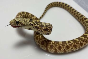 Snakes kaufen und verkaufen Photo: Colubrids For Houten November 