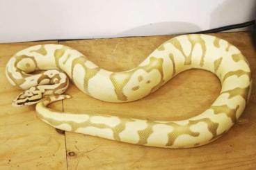 Königspythons kaufen und verkaufen Foto: 1.0 firefly enchi desert ghost het cryptic / 0.1 killer leopard clown 