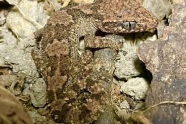 Geckos kaufen und verkaufen Photo: Paroedura picta und vazimba Jungtiere abzugeben 