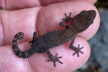 Geckos kaufen und verkaufen Photo: Phelsuma borbonica agalegae usw. 