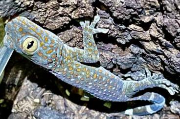 Geckos kaufen und verkaufen Foto: Tokeh - Gekko gecko         