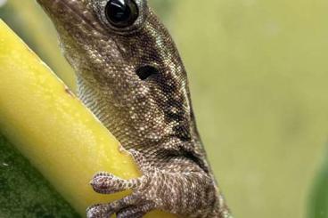 Geckos kaufen und verkaufen Photo: Für Hamm im Dezember abzugeben        