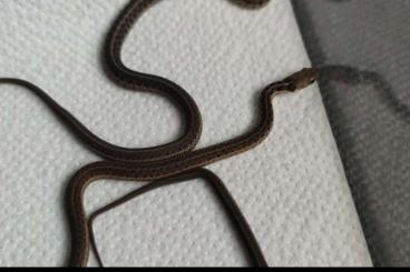 Schlangen kaufen und verkaufen Foto: Thamnophis sirtalis aus der Verpaarung Flame x Flame 