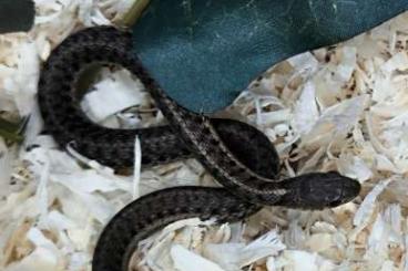 Snakes kaufen und verkaufen Photo: 1.0 Thamnophis sirtalis sirtalis nz24