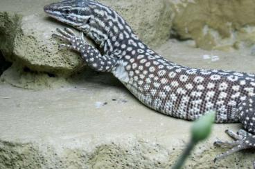 Monitor lizards kaufen und verkaufen Photo: Varanus Acanthurus,  9/22
