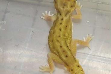 Geckos kaufen und verkaufen Photo: Nephrurus deleani and levis for hamm 